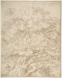 Estudio de un árbol viejo